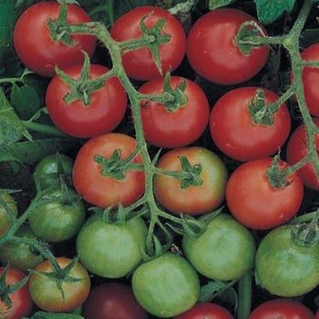 organic cherry tomatoes
