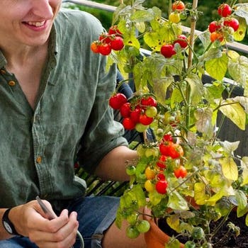 Tomato Tiny Tom - seed