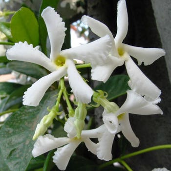 Trachelospermum jasminoides  star jasmine  flower