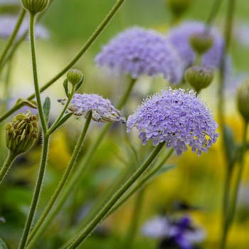 Australian Wildflower Blue Rottnest Island Daisy - seed