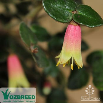 Correa Trixibelle™ flowers