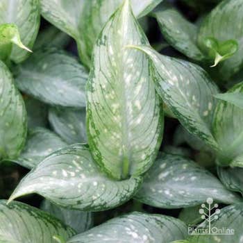 Dieffenbachia Tropical Tiki tubestock