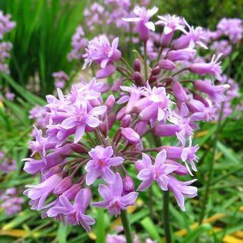Tulbaghia simmleri - sweet garlic