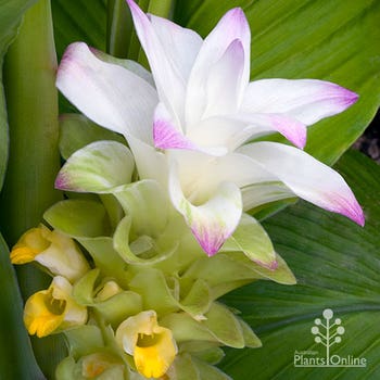 turmeric flower