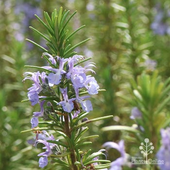 Tuscan Blue rosemary