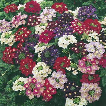 verbena seed