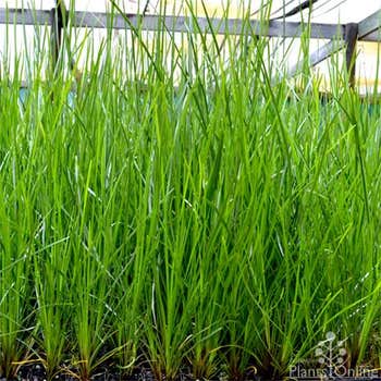 Lomandra Verday
