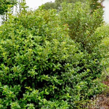 Viburnum odoratissimum (sweet viburnum) hedge