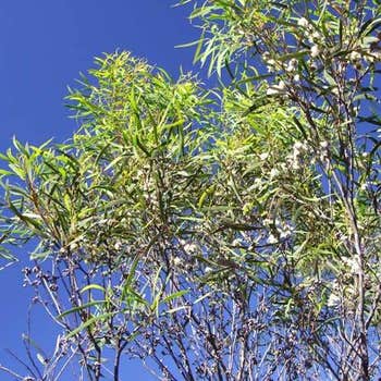 Eucalyptus Winter Light - mallee gum