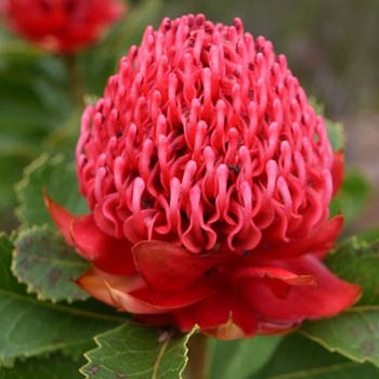Australian Wildflower Waratah - seed