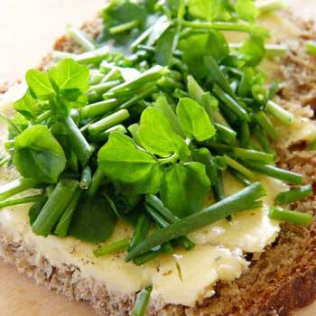 watercress seed