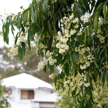 Waterhousea in flower