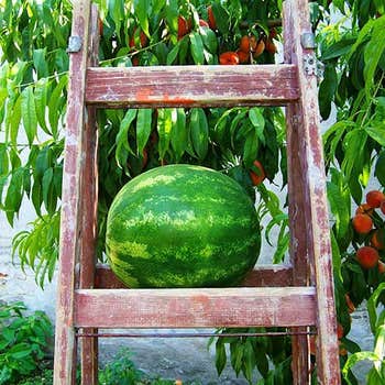 Watermelon AllSweet - seed