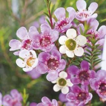 Australian Wildflower Geraldton wax - seed