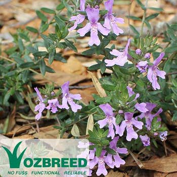 Blue Gem™ westringia from Ozbreed
