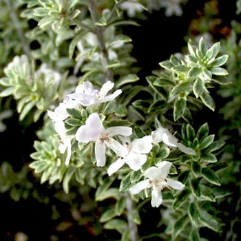 Westringia Smokie