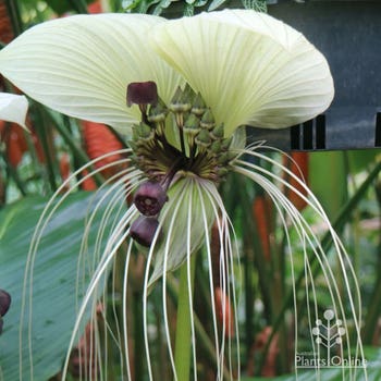 white Tacca