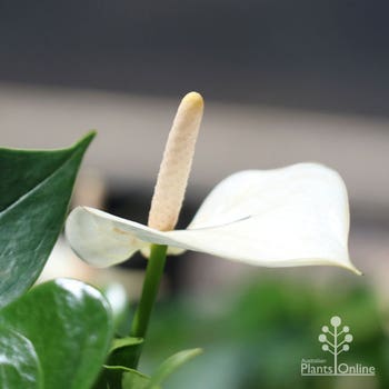 Anthurium White Winner