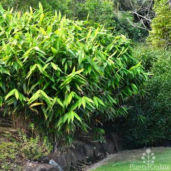 Thysanolaena (tiger grass)