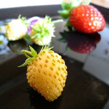 Strawberry alpine Red & White - seed