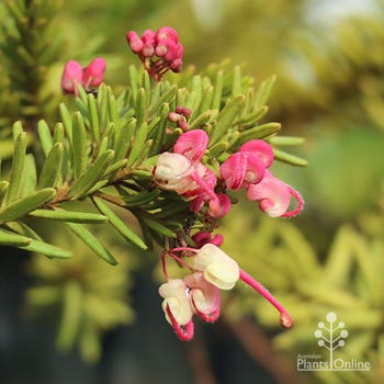 Grevillea Woolly Bear Hero flowering