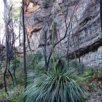 Xanthorrhoea glauca blue grass tree