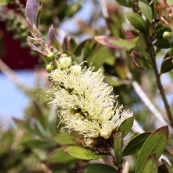 Callistemon Silver Cloud - lemon bottlebrush