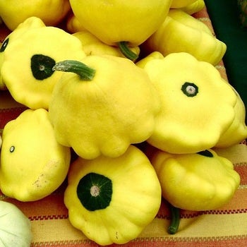 Squash Yellow Scallop - seed