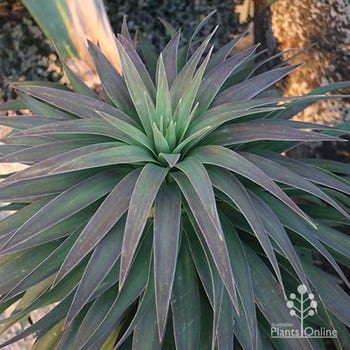 Yucca desmetiana