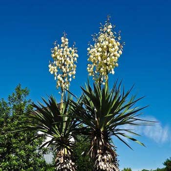 pair of yuccas flowering