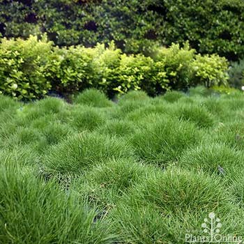 Zoysia no mow grass landscape