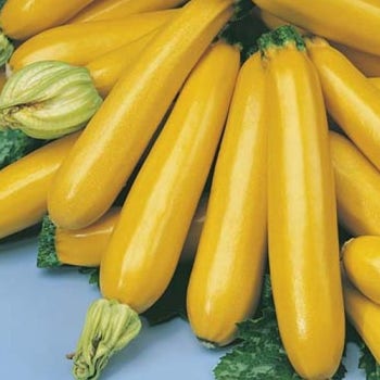 gold rush yellow zucchini seed