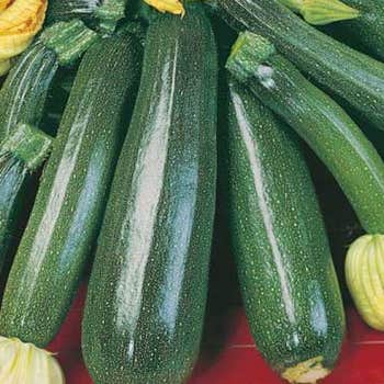 green zucchini seed