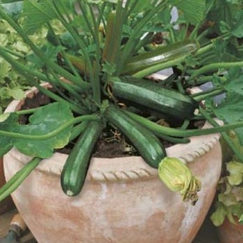 Zucchini Midnight - seed