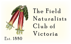 FNCV
