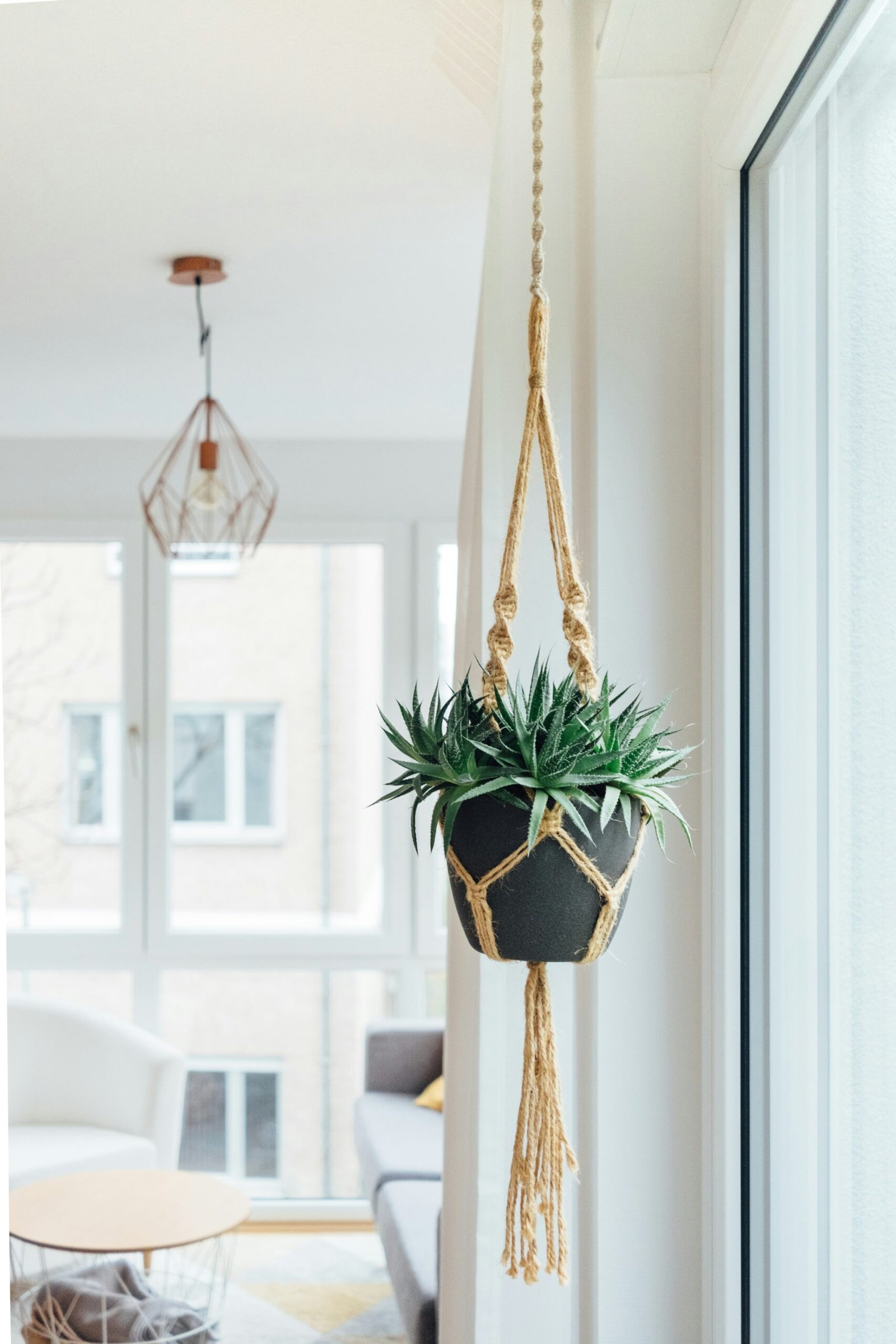 Best Hanging Plants for Indoors